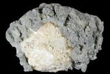 Fossil Clam With Fluorescent Calcite Crystals - Ruck's Pit, FL #175655-2